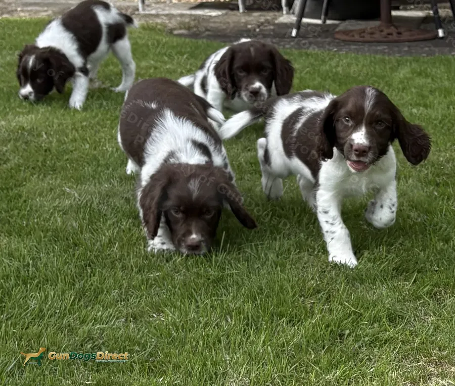 Very Well Bred Male Springer Spaniels