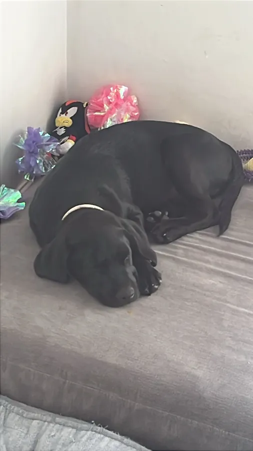 Silver (woody)