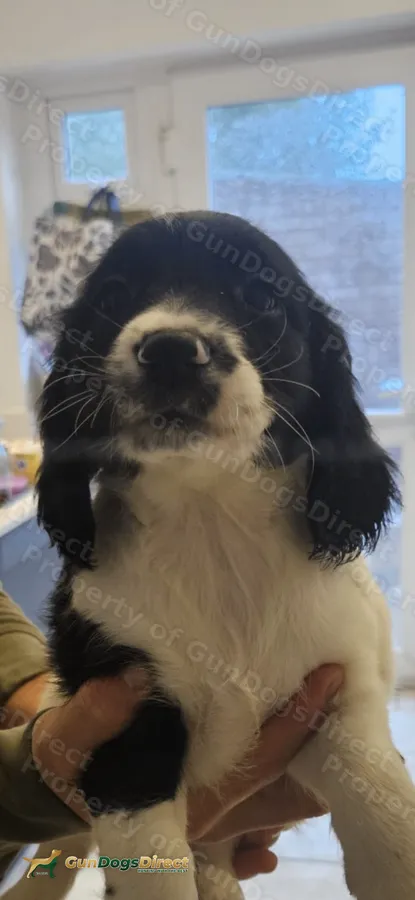 KC Registered Working Springer Spaniel Puppies Excellent FTCH Bloodlines