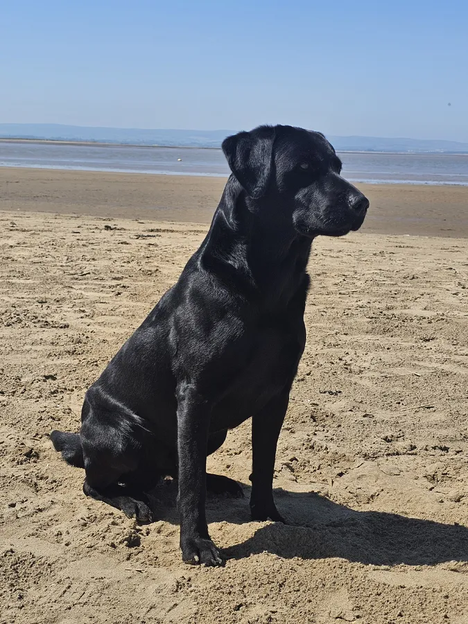 GUNDOG black labrador puppies