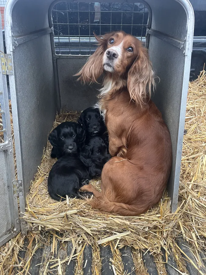 1 KC Registered Health Tested Dog Pup