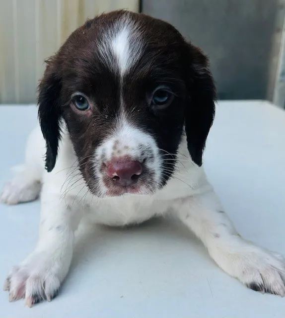 Excellent Bred Dog Puppies