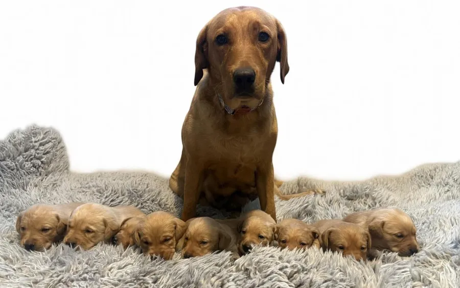 Labrador kc registered