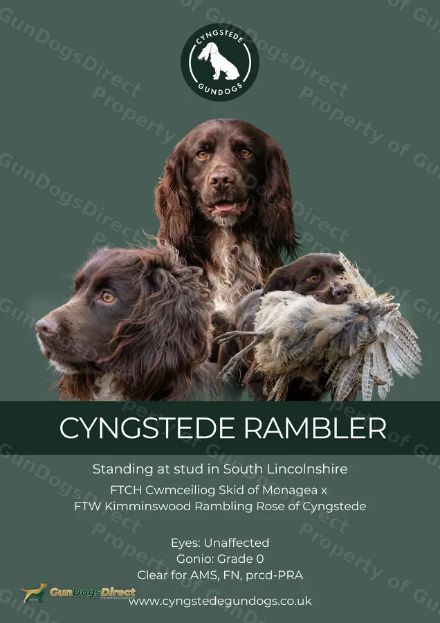 Cyngstede Rambler Liver Working Cocker Spaniel