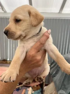 Working Labradors