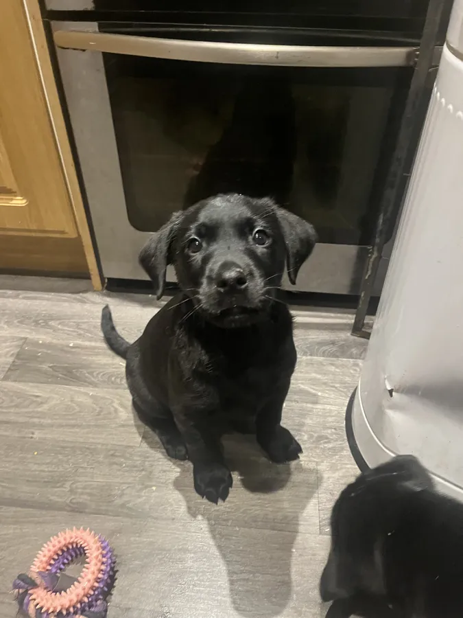 Working Labradors Puppies