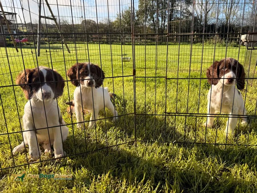 Stunning KC Registered Working Springer Spaniel Puppies Excellent FTCH Bloodlines