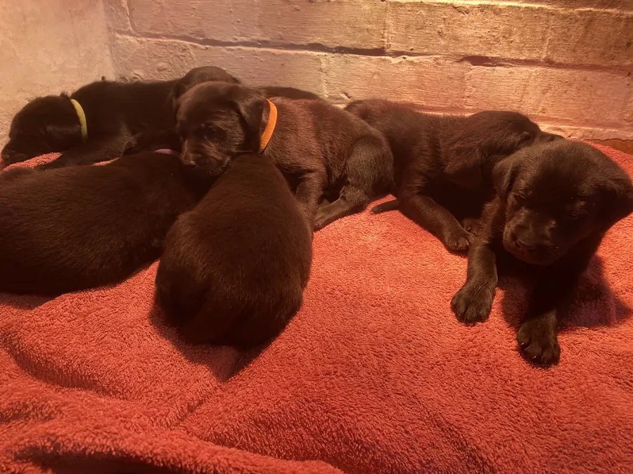 KC registered black Labrador puppies