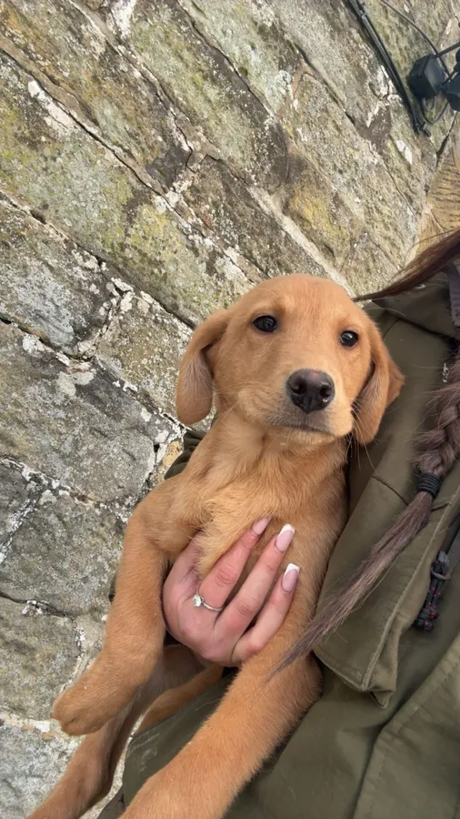 Lovely Labrador Puppies
