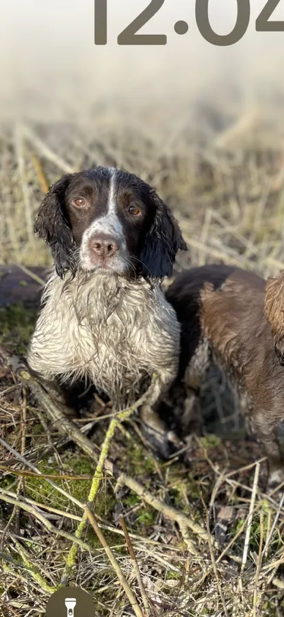 Springer Spaniel Male Beating Dog