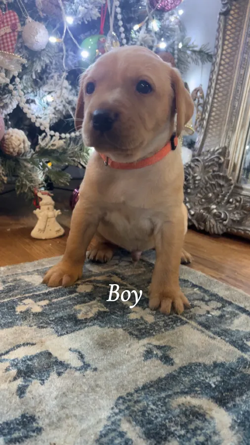 Labour pups for sale