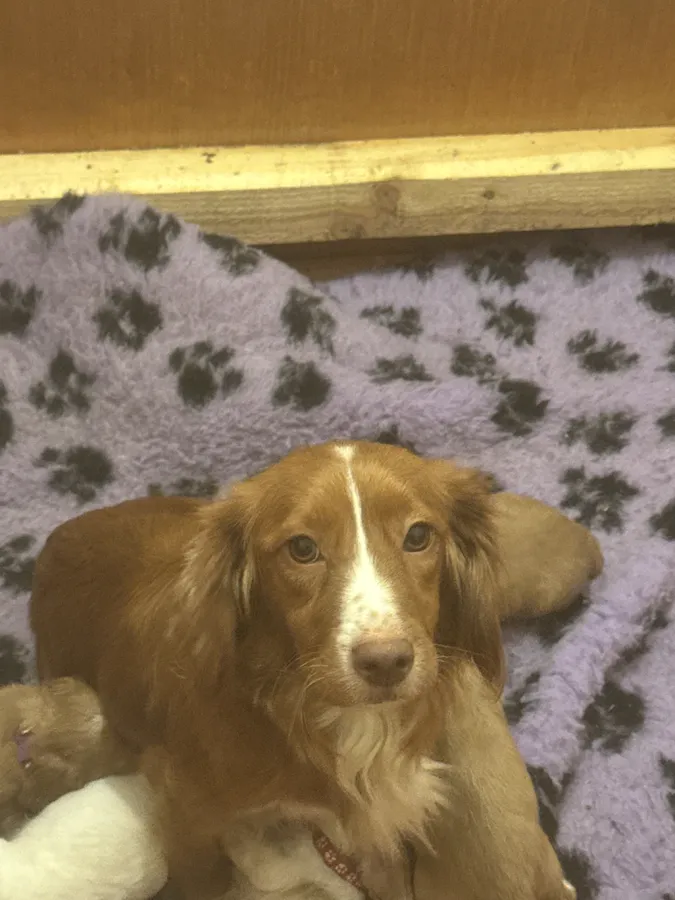 KC working cocker spaniels