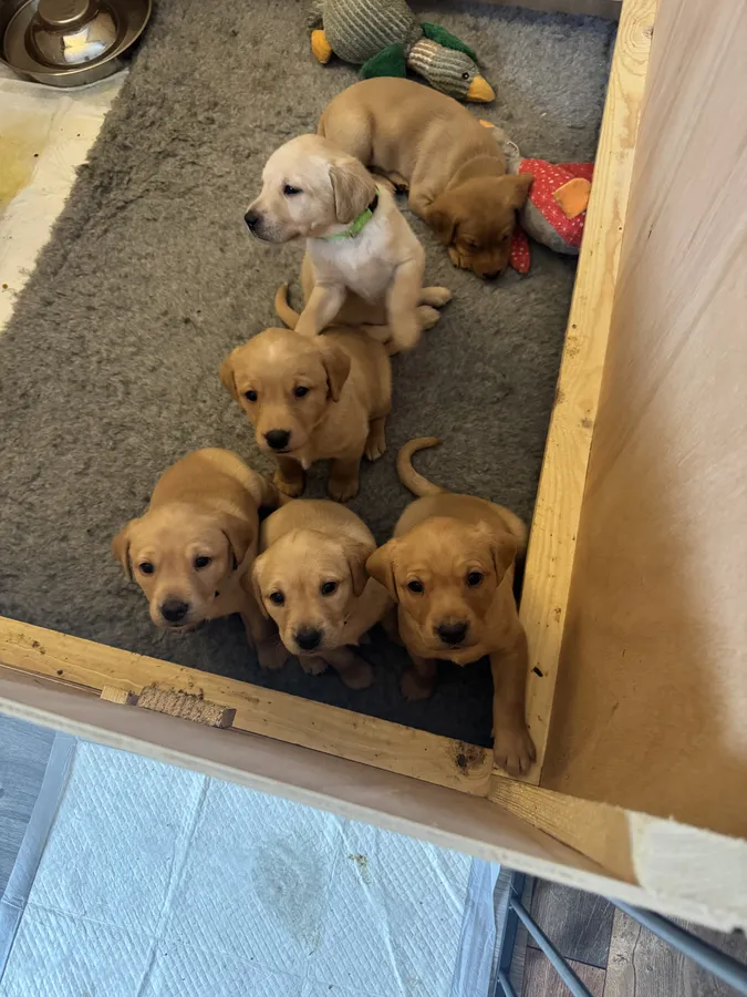 Beautiful gentle and calm KC Registered Labrador Retriever Puppies-Yellow and Fox Red Shades
