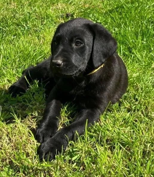 Black Dog