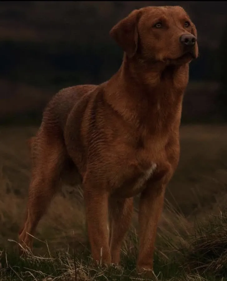 Red lab puppies sire 2025 IGL Champ