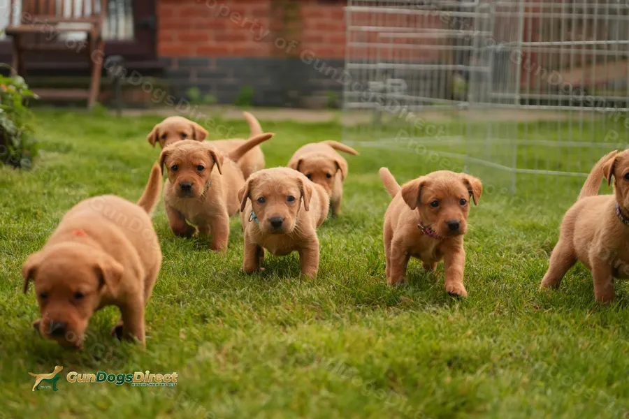 KC Registered fox red Labrador puppies