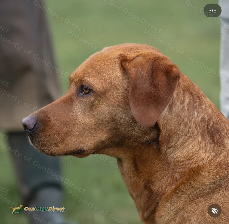 Lab Cocker 4yo Labrador Dog | GunDogsDirect