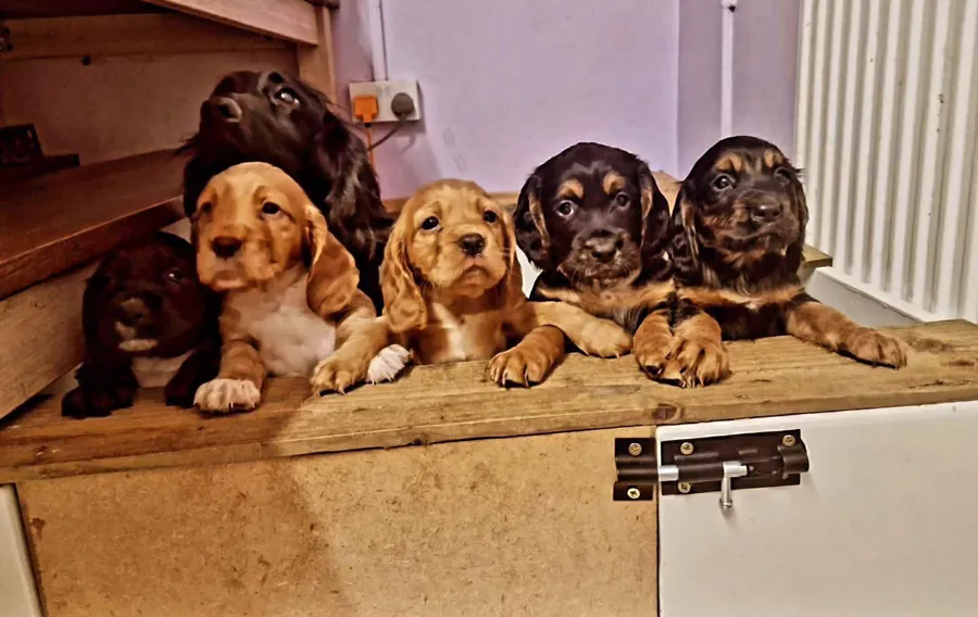 2 pupa ready now from search dogs parents