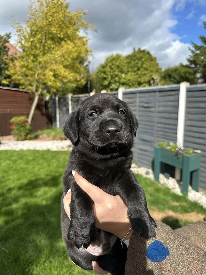 FTCH sired black litter ready for homes May