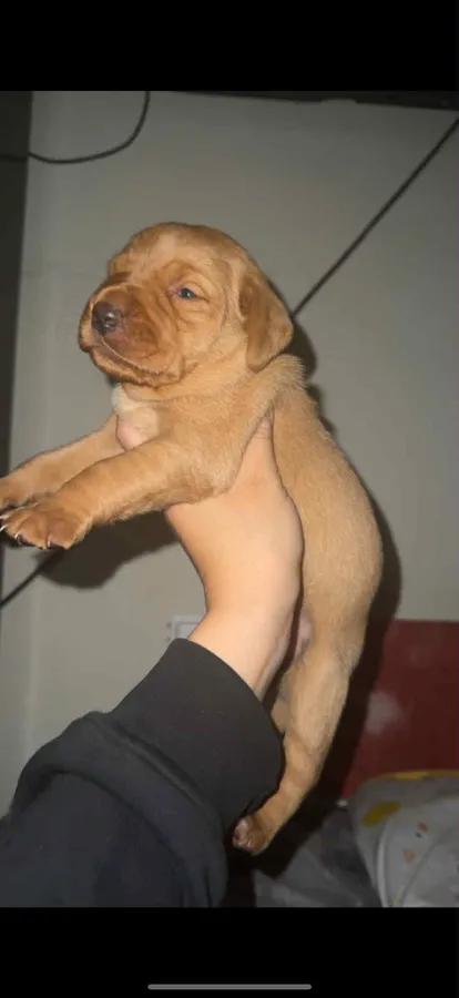 fox red labradors