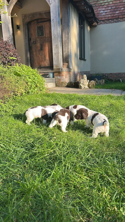 Springer spaniel puppies