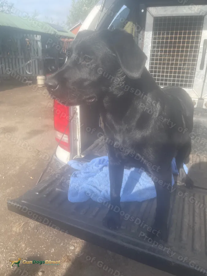 Kc registered black Labrador bitch pup