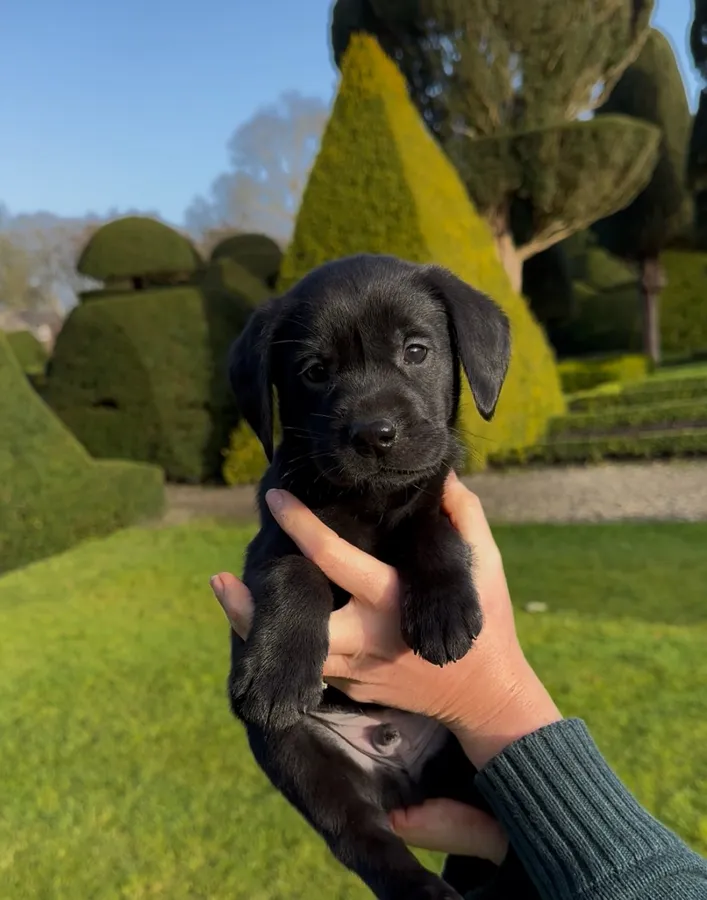 Buccleuch and Fenway puppies