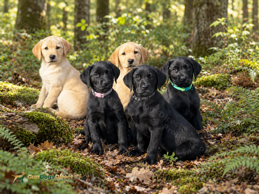 Outstanding Working Labrador Puppies