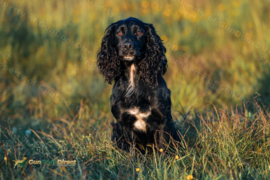 Cocker Pointer Trained Working Cocker | GunDogsDirect