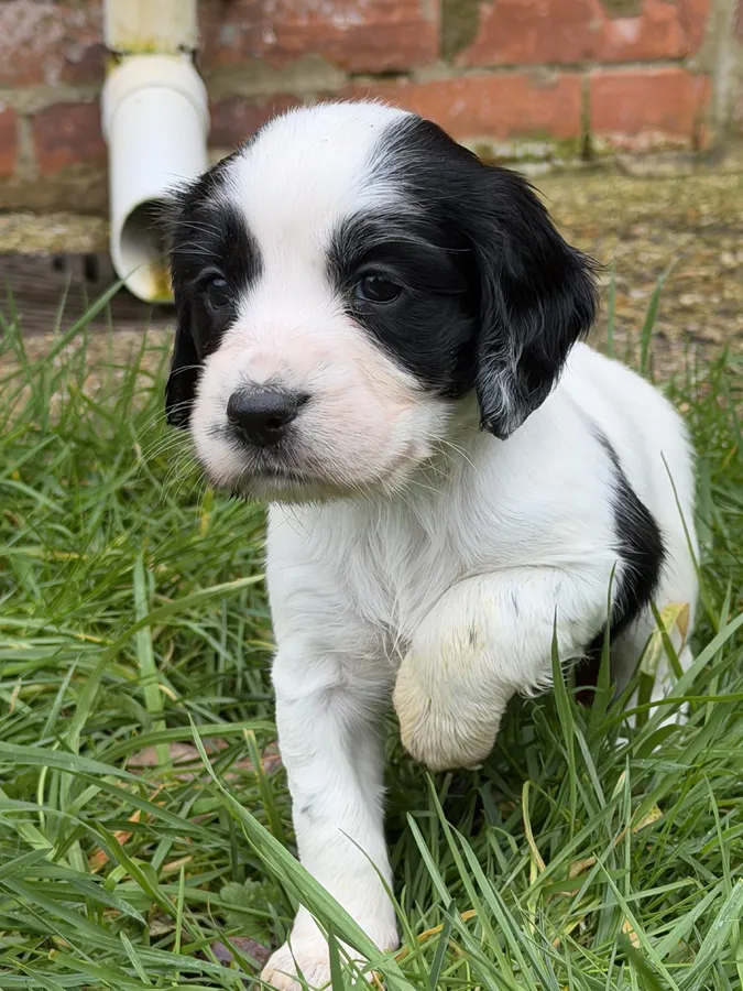 Sprocker working puppies