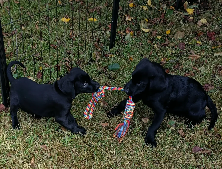 Fantastic litter of Labrador puppies for sale