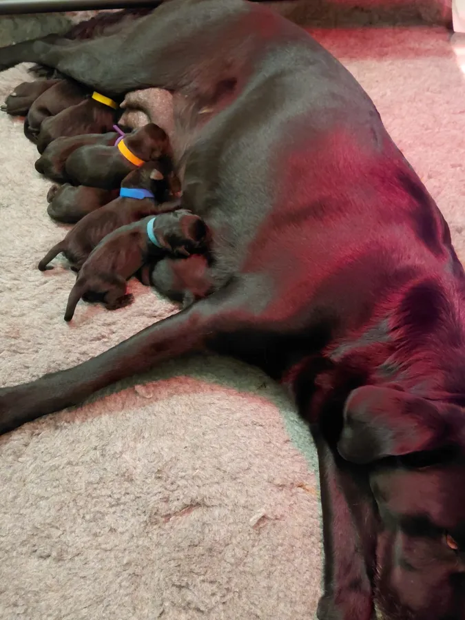 Field Trial Puppies