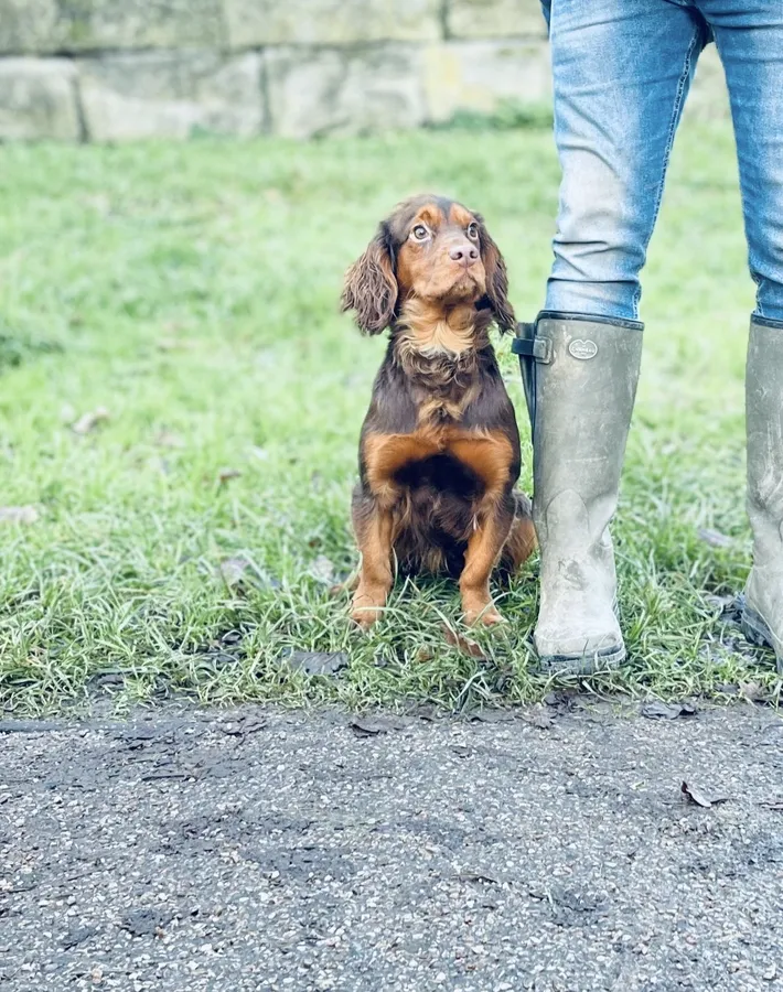Pedigree choc and-tan and choc cocker pups