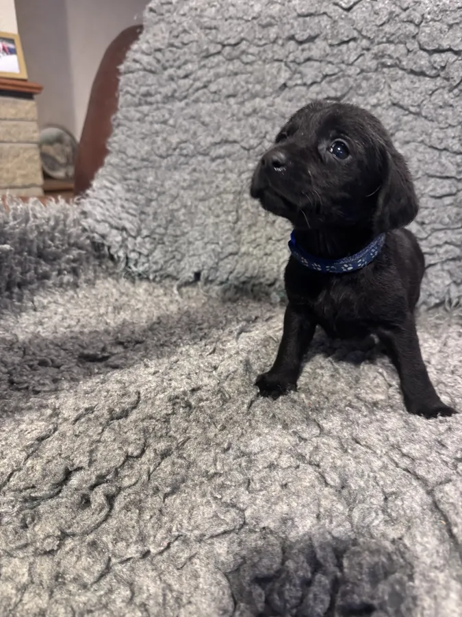 Black Male KC Reg Labradors