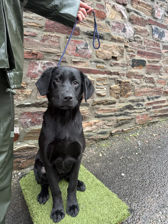 6 month labrador male