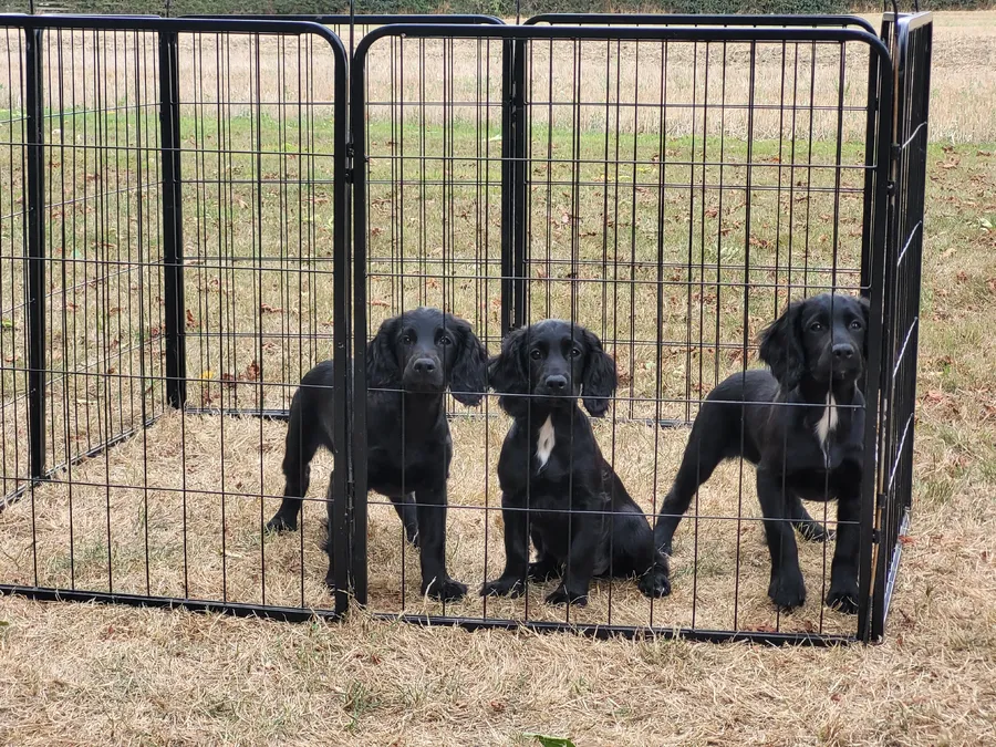 FTCH Woolpitts Shin of Poolgreen Sire KC Registered working Cocker Puppies