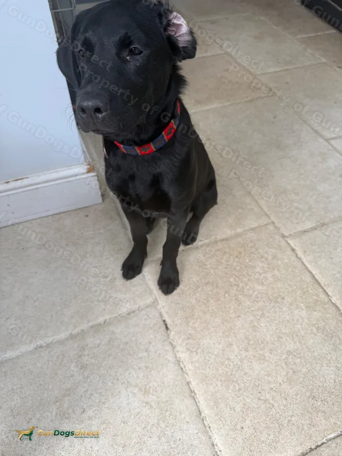 Gorgeous Part trained black Labrador bitch