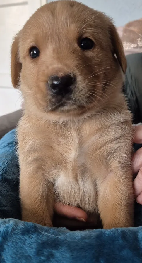 Fox red labrador puppies champion bloodlines