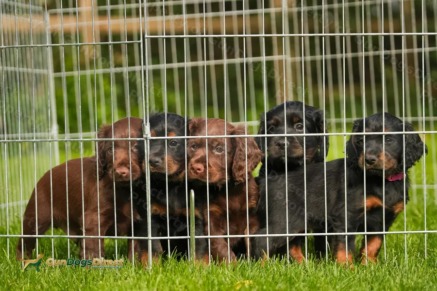 KC Registered Cocker Spaniel puppies