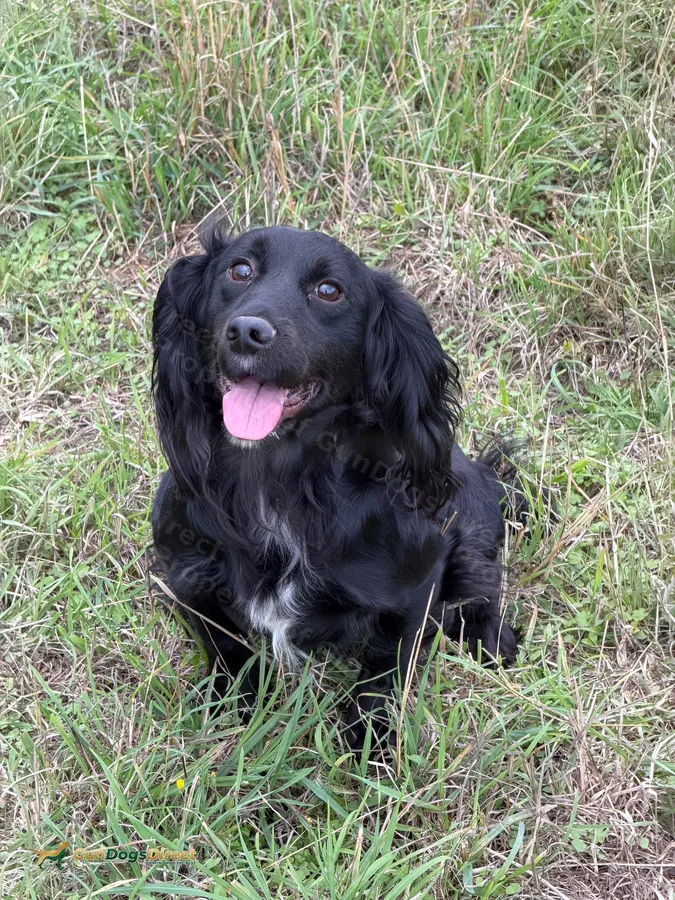 Trained male Cocker Spaniel