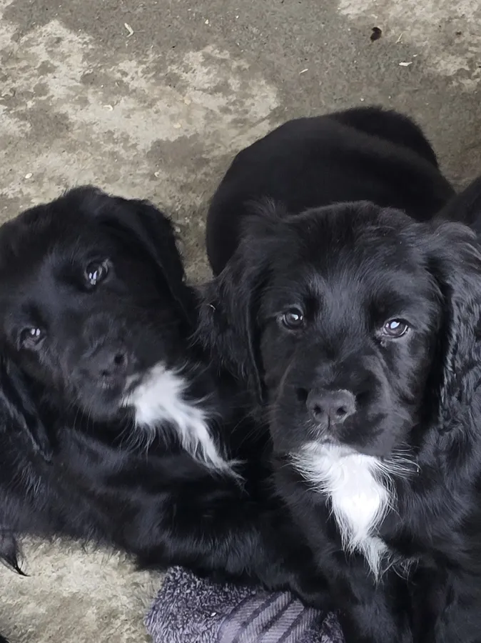 Working sprocker pups