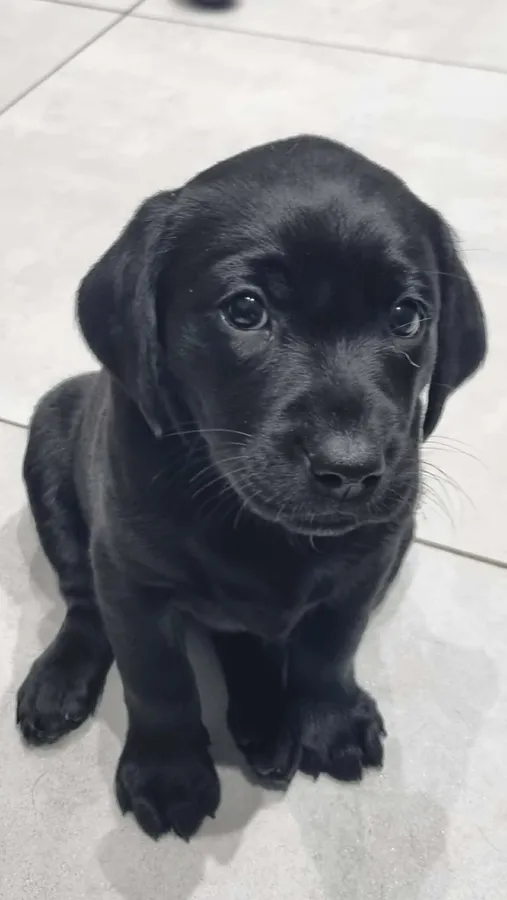 Extensively health tested-fantastic pedigree