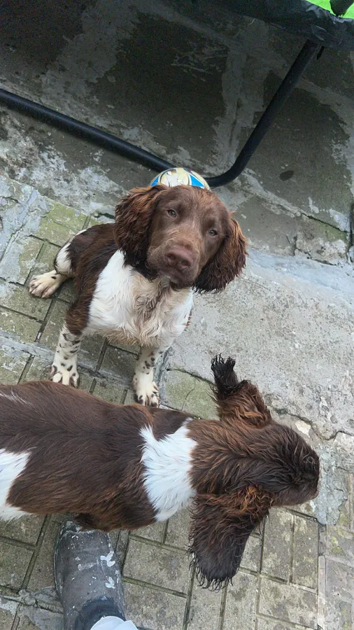 Springer spaniel dog