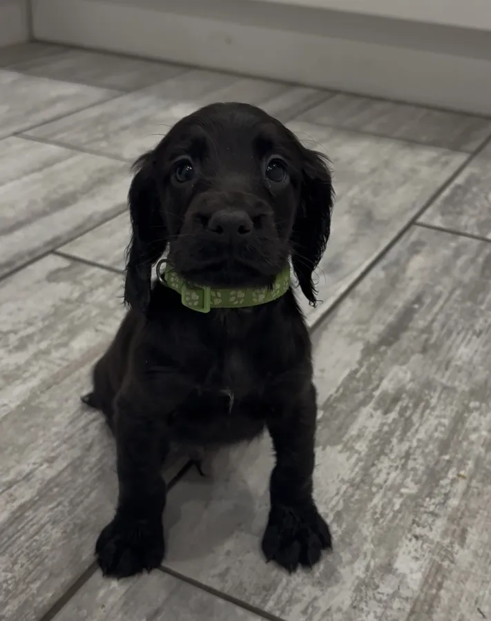 Working cocker spaniels