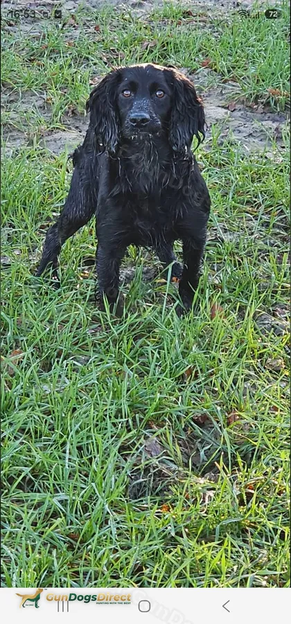 Ftch Heolybwlch Denman x Heathcroft Kitty dog
