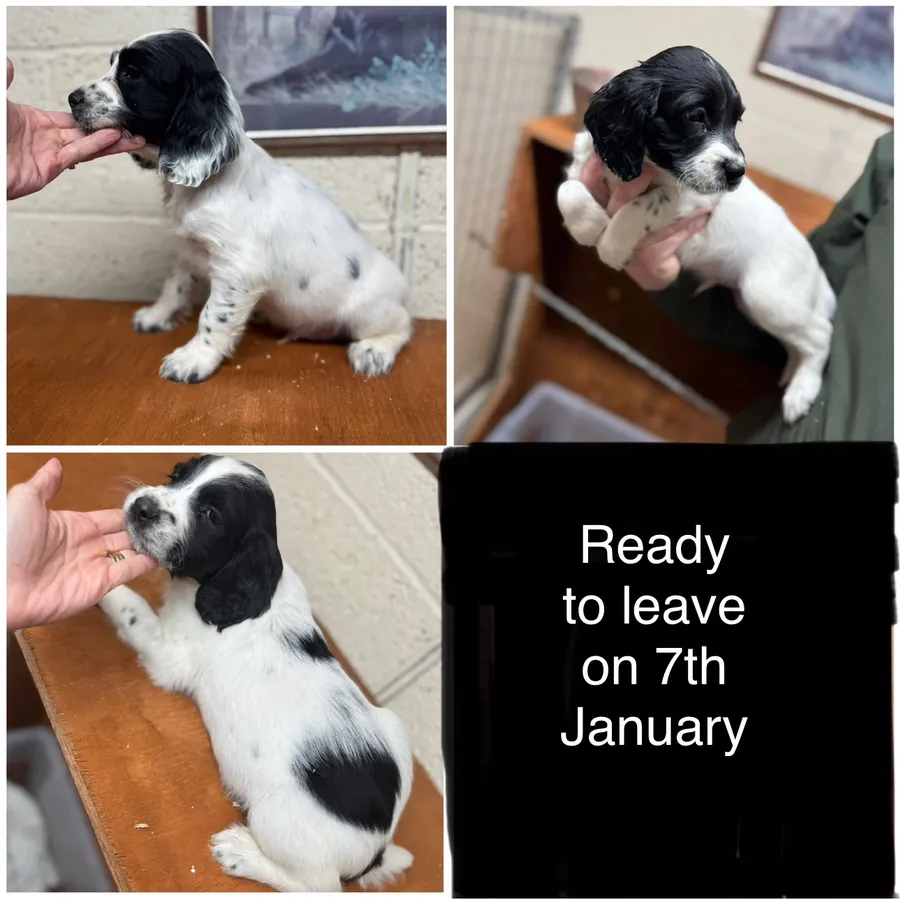 Male spring spaniel pups ready to leave on 7th Jan