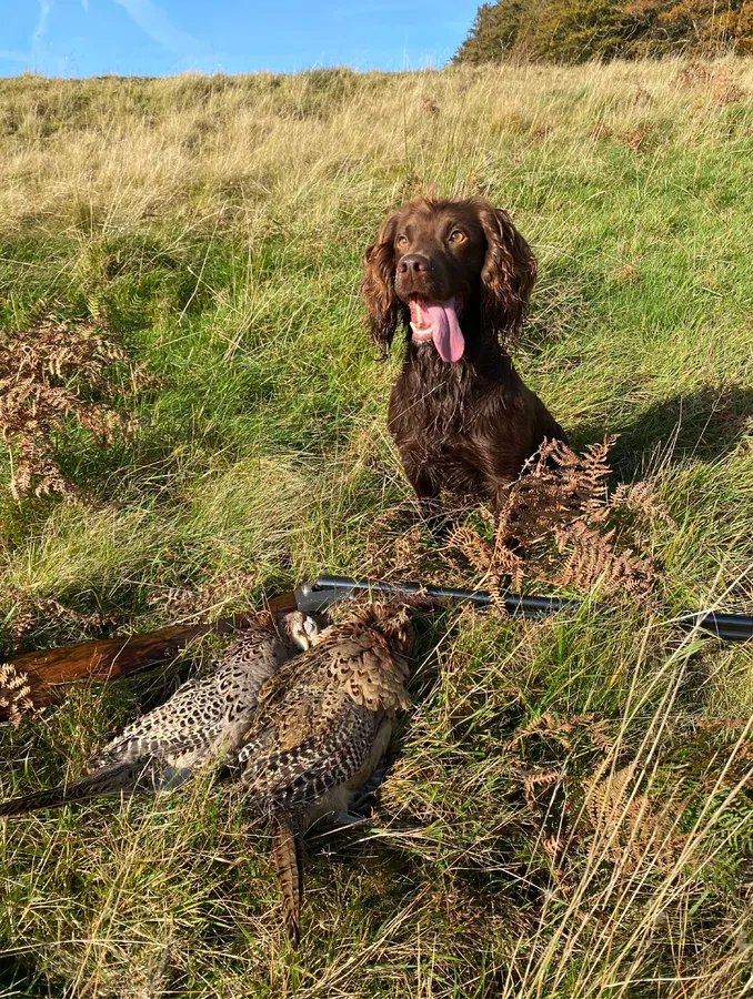 FIELD TRIAL WINNER-OFTAW Cocker dog