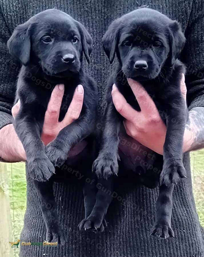 FTCH Sire Labrador Pups for sale