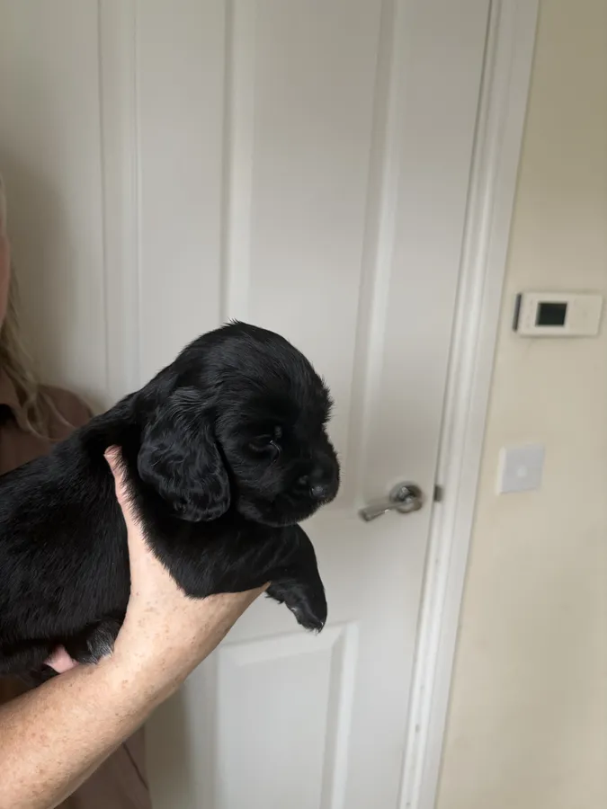 Kc registered cocker spaniel puppies