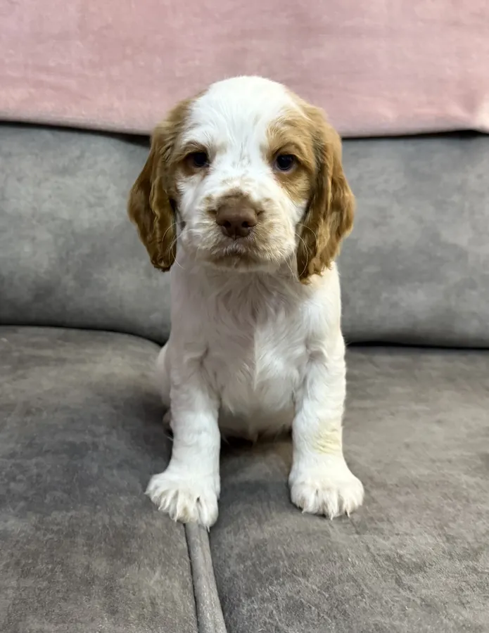 Beautiful kc working cocker spaniels